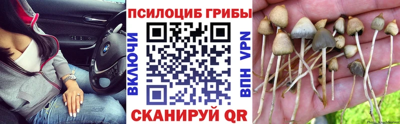 Купить  Покров  Галлюциногенные грибы Psilocybine cubensis 